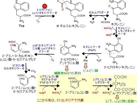 原生 アミノ酸 糖