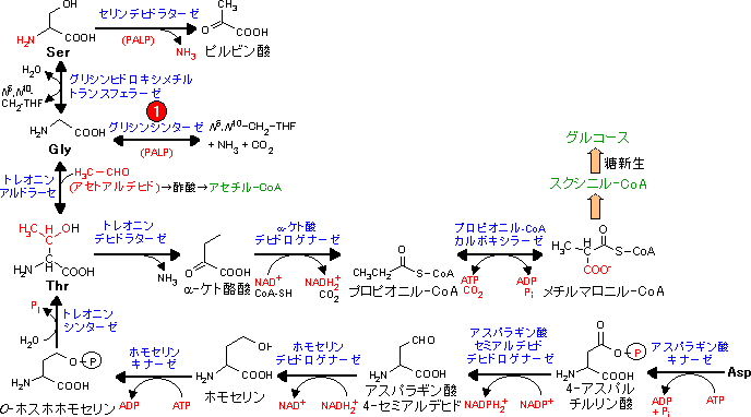 酸 アスパラギン