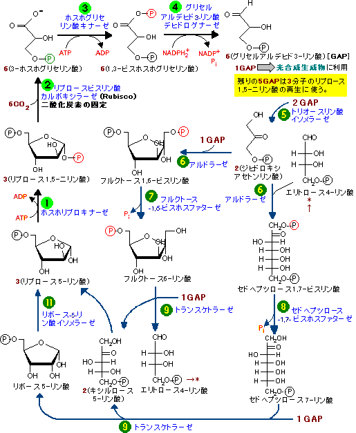 反応 式 化学 光合成