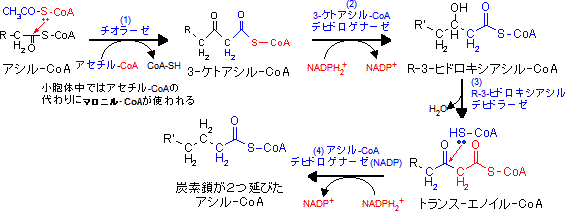 Coa アシル