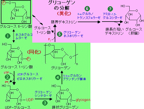 グリコーゲン 分解