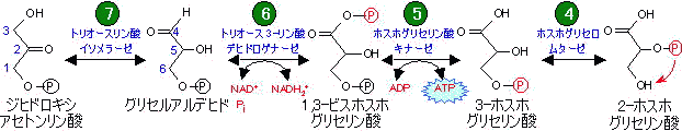 酸 ピルビン ホスホ エノール グルコース解糖系のゴロ、覚え方