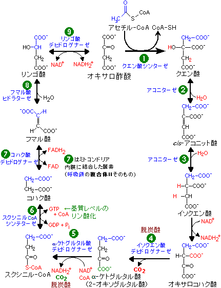 クエン酸回路回路