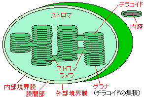 細胞と染色体