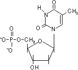 デオキシリボ 核酸