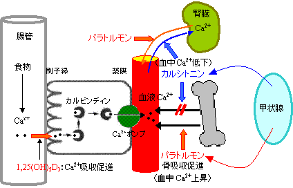 モン パラソル