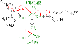 乳酸 脱水 素 酵素 と は